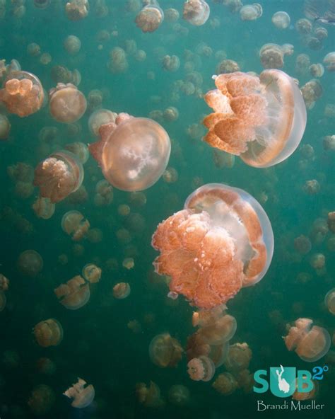 Jellyfish Lake In Palau Scuba Diving Blog