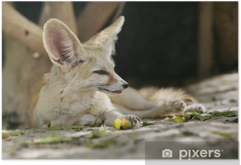 Poster Fennec Fox Pixersuk