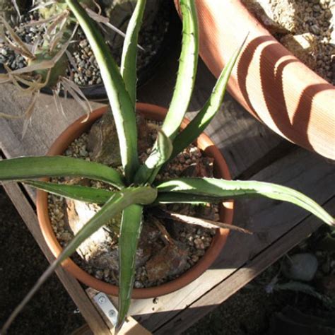 Agave Lechuguilla Insukuland