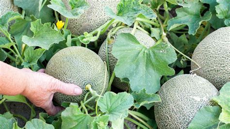 How To Choose The Tastiest Cantaloupe At The Store