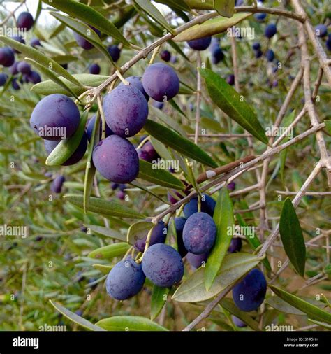 Black Olive Tree Hi Res Stock Photography And Images Alamy