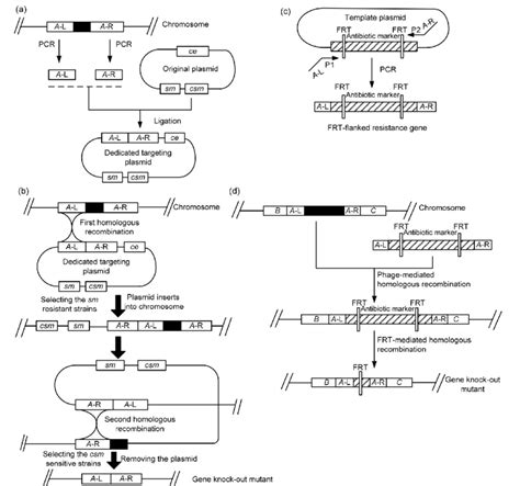 Schematic Diagram Of Gene Inactivation Based On Plasmid Mediated