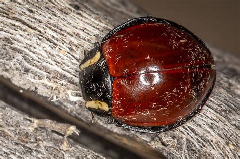 LeConte S Giant Lady Beetle Anatis Lecontei BugGuide Net