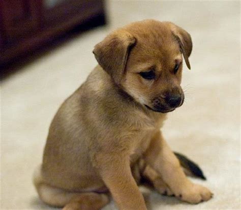 Cachorritos Que Irradian Ternura Momentos Dulces