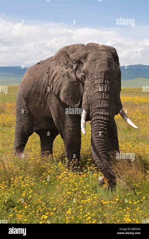 Bull Elephant Eating Flowers Ngorongoro Crater Tanzania Stock Photo Alamy