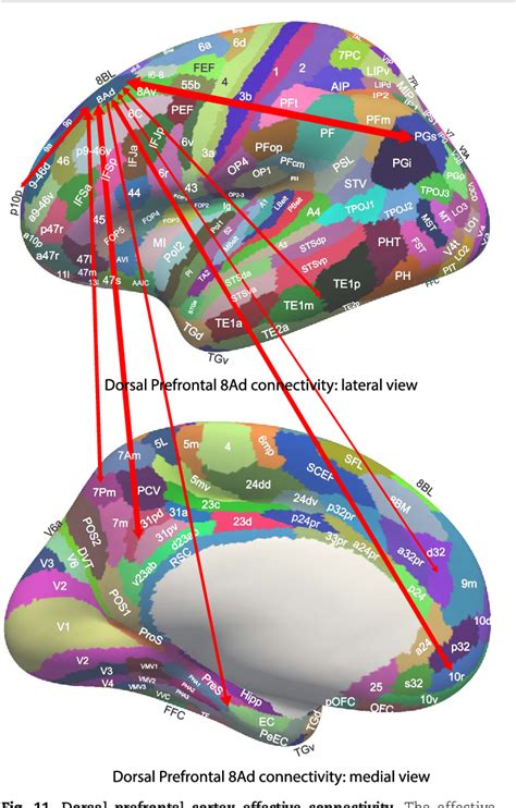 Figure 11 From Prefrontal And Somatosensory Motor Cortex Effective