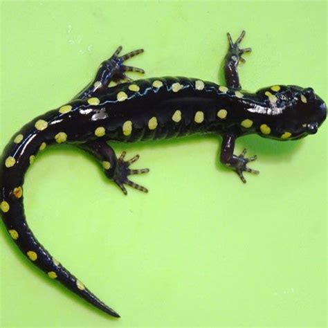 Spotted Salamander