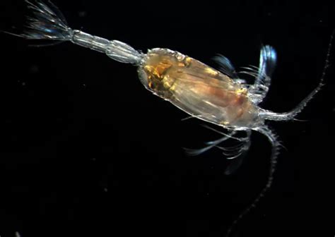 Male Copepod Smithsonian Ocean