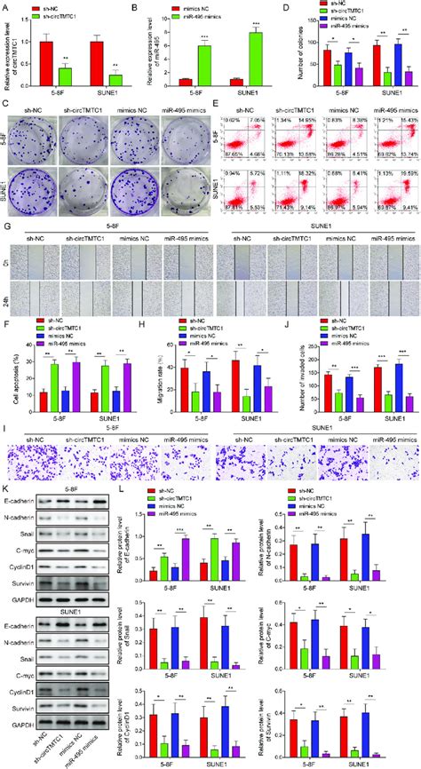 Circtmtc Knockdown And Mir Overexpression Suppressed Npc Malignant