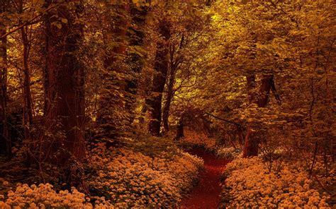 Fondos De Pantalla Luz De Sol Árboles Bosque Otoño Hojas Flores