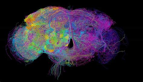 Gli Scienziati Hanno Creato La Prima Mappa Completa Del Cervello Di Un