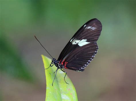 Heliconius Doris Ecos Del Bosque