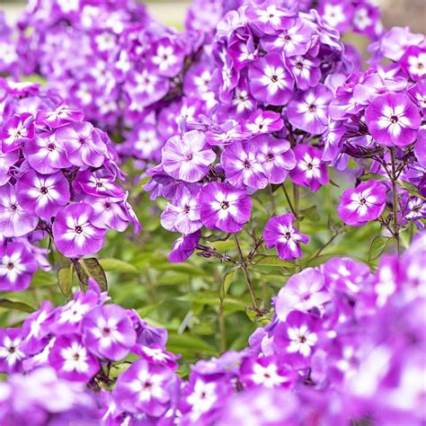 30 Best Perennial Flowers for Your Garden