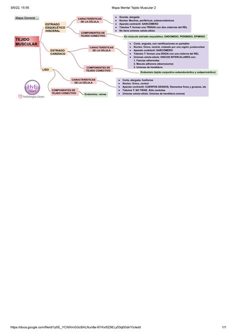 Mapa Mental Tejido Muscular Citolog A Histolog A Y Embriolog A