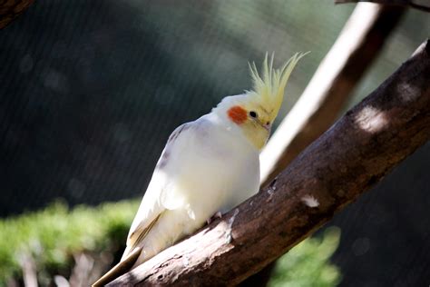 how to cockatiel not eating at home