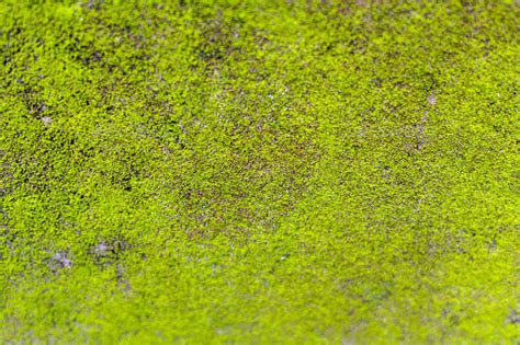 Moss on wall texture background Stock Photo by irfanmnur | PhotoDune