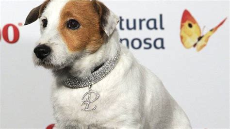 Muere Pancho El Perro Millonario Ocio Y Cultura Cadena Ser