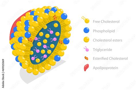 3D Isometric Flat Conceptual Illustration of Chylomicron Structure ...