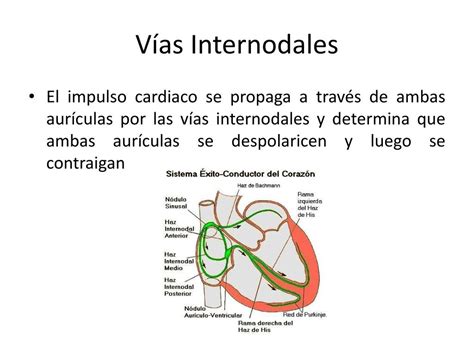 PPT Electrocardiografía PowerPoint Presentation free download ID