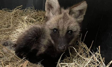 Mata Ciliar Resgata Filhote De Lobo Guar Sem A M E Em Zona Rural