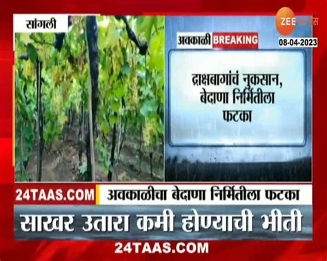 Sangali Crop Loss सांगलीला अवकाळी पावसाचा तडाखा 24 Taas Zee News