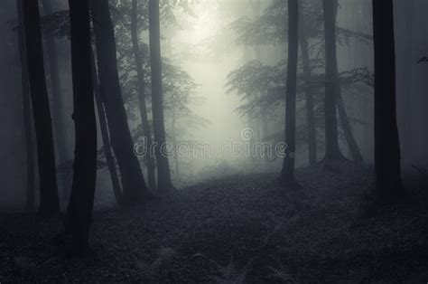 Haunted Forest With Dark Man Silhouette On Halloween Stock Image