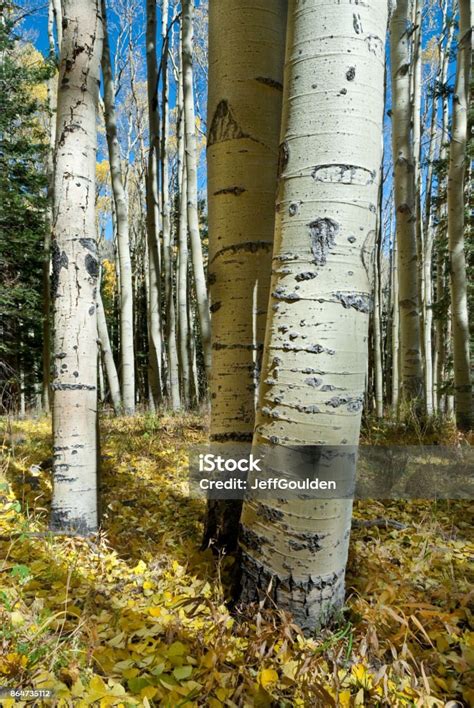 Aspen Tree Trunks Stock Photo Download Image Now Arizona Aspen