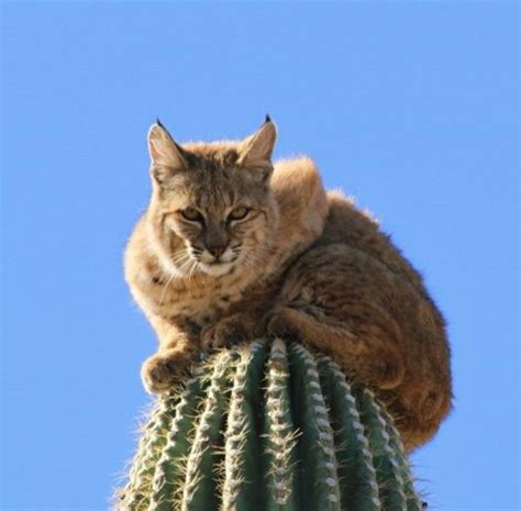 bobcat climbs   life  pics