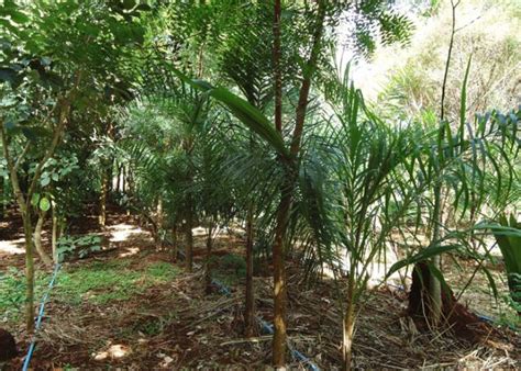 Sistemas Agroflorestais Ajudam A Melhorar Microclima Da Propriedade