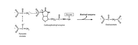 Pyruvate Carboxylase - Integrated MCAT Course