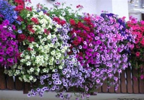 Piante E Fiori Da Balcone Perenni O Resistenti Quali Sono E Come