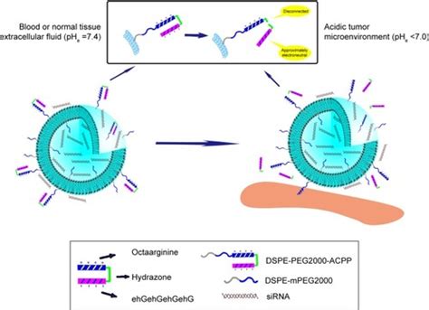 Full Article Enhancing Sirna Based Cancer Therapy Using A New Ph