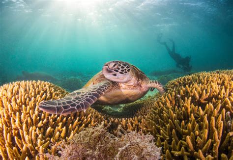 The Turtles Of Heron Island - Australian Photography