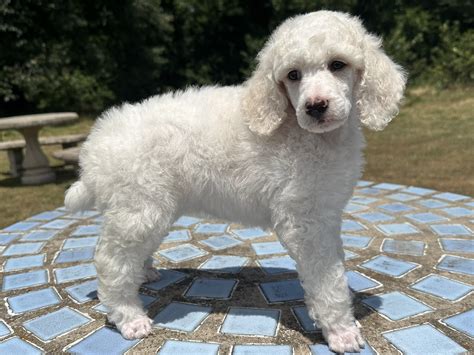 Available Females — Poodles On Parade