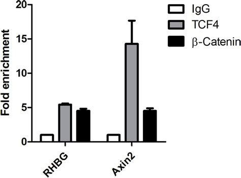 Tcf Catenin Binds To The Rhbg Promoter Hepg Cells Were