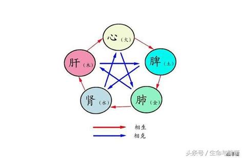 《黃帝內經》臟腑五色、五味、五臟、五官、五行相互的養生之道！ 每日頭條