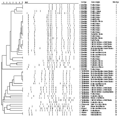 Dendrogram Based On Pfge Macrorestriction Profiles With Xbai Enzyme Of