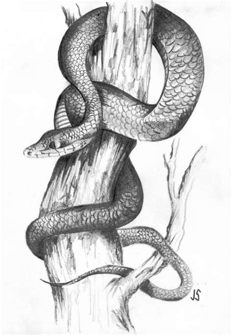 Snake Drawings In Pencil at PaintingValley.com | Explore collection of ...