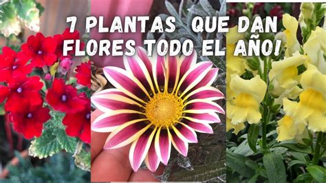 7 PLANTAS que FLORECEN Todo El AÑO y No Necesitan de Muchos CUIDADOS