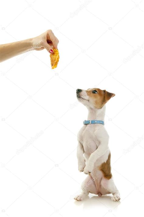 Dog training. Jack Russell Terrier — Stock Photo © nanka-photo #87777218