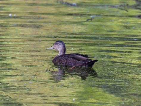 Species Of Ducks In Pennsylvania Id Calls Season Guide