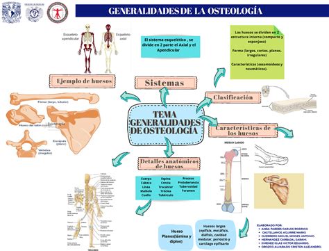 Osteolog A Mapa Mental De Osteologia Tematema