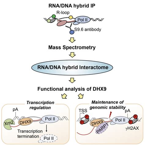 Rnadna Hybrid Interactome Identifies Dxh9 As A Molecular Player In