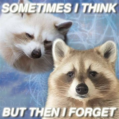 Nocturnal Trash Posts 30 Of The Best Raccoon Memes This Dedicated