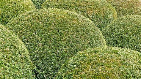 What Type Of Fertilizer For Boxwood Shrubs Chicago Land Gardening