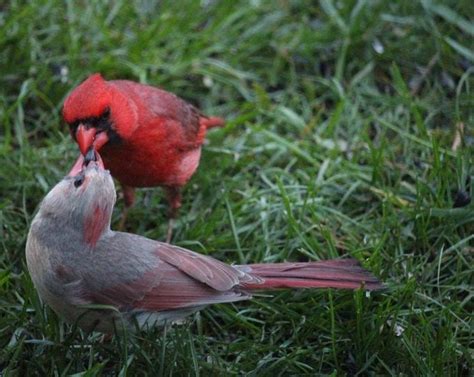 What Birds Mate For Life Types Of Monogamous Birds