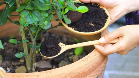 Comment utiliser le marc de café pour entretenir les plantes