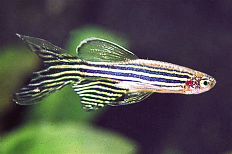 Zebra Longfin Danio | AquA AnimaniA