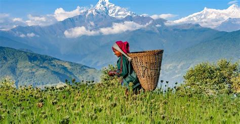 Pokhara Jednodniowa Wycieczka Z Przewodnikiem Po Wiosce Dhampus Lap