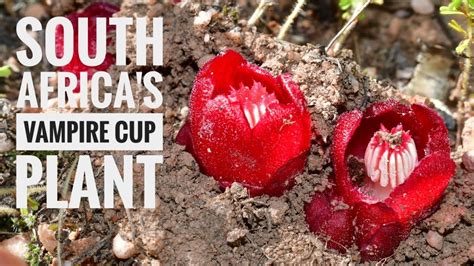 Vampire Cup Plants South Africa Ep 6 Youtube